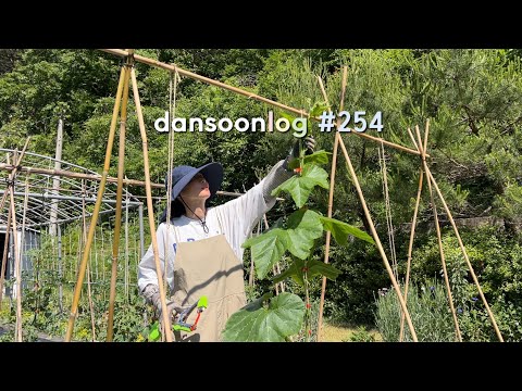 Korea’s spring rural life vlog 254) Introvert’s garden