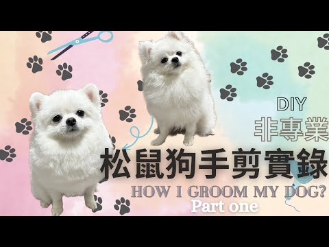 松鼠狗手剪實錄｜How I groom my dog｜Part one｜Alison’s vlog #pomeranian #松鼠狗 #剪毛 #diy