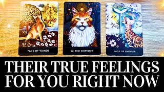 PICK A CARD💓😍 Their TRUE FEELINGS For You RIGHT NOW! 😍💓 They want you to know THIS! 🌟 Tarot Reading