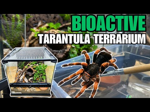 HOW TO MAKE A BIOACTIVE TARANTULA TERRARIUM! Tarantula Cribs Acrylic Replacement Lids!