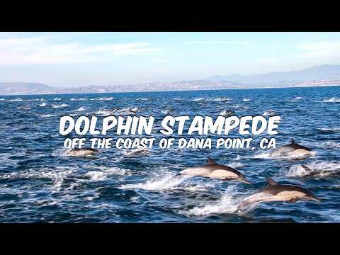 Dolphins Stampede off the Coast of Dana Point, CA 🐬