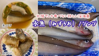 【水魚（みずうお）/ゲンゲ】北陸の深海魚〜見た目は…でも美味しいお魚を食す〜