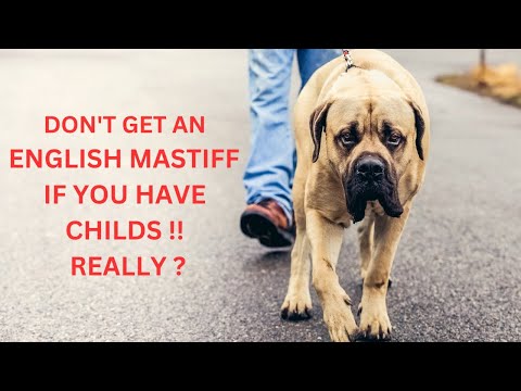 DON'T GET AN ENGLISH MASTIFF IF YOU HAVE CHILDS !! REALLY ?