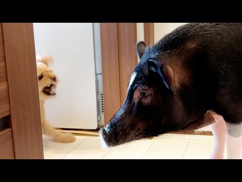 I reunited my old dog with our pig ...