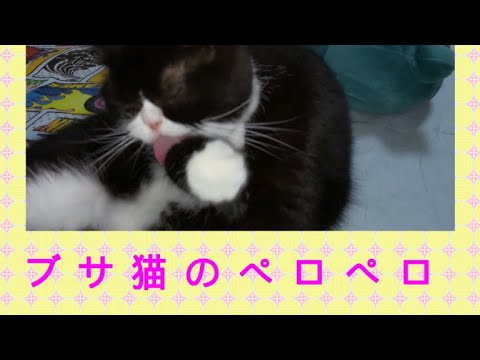 ブサかわニャンコのペロペロ