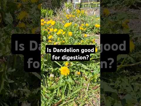 Is Dandelion good for digestion?