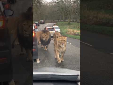 The Most Terrifying Lion Encounter || #lion #wildlife #viralshorts #trendingshorts #shorts