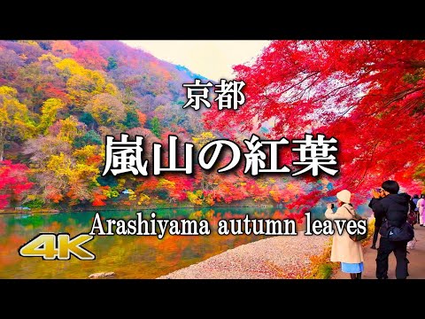 [Arashiyama with autumn leaves] Beautiful autumn leaves in Arashiyama at the peak of autumn leaves