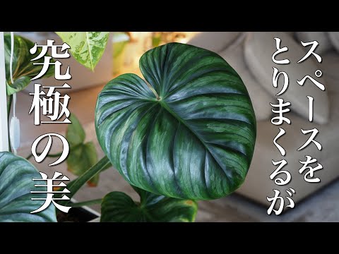 【観葉植物】場所をとりまくる美しいフィロデンドロン【アロイド】