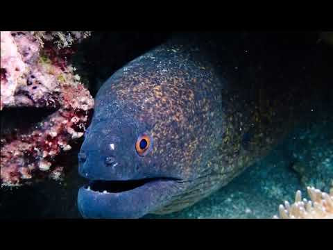 Facts: The Yellow-Edged Moray Eel