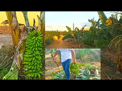 Umas das frutas que não deixo de plantar no sitio