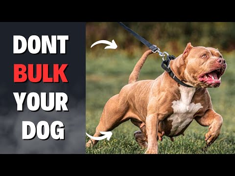 Mistakes to Avoid Bulking Up Your Dog (American Bully)