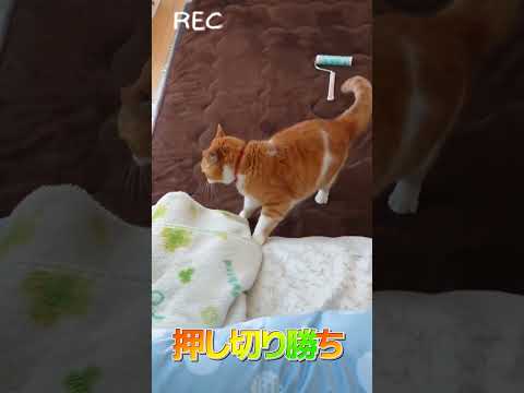 大横綱の負けられない戦い。#猫 #shorts #cat