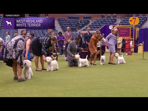 West Highland White Terriers | Breed Judging 2024