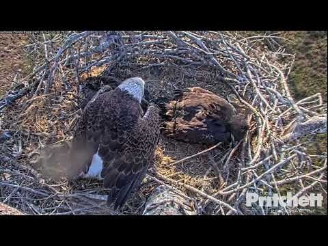 M15 Delivers Fish to Nest/Visiting Eagle Gets It & Shares with Eaglets