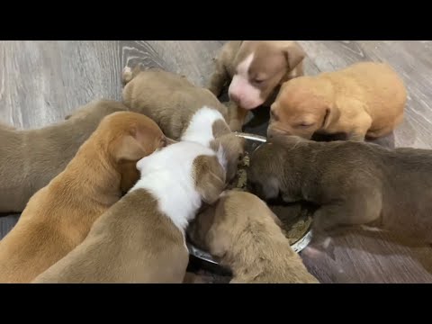 Puppies first meal 🥰