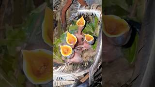 Hungry babybirds crying for Food☺️💞 #shorts #birds #babybirds #videoshort #nature