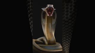 King Cobra #KingCobra #Cobra #AnimalWorld #Nature #NatureFascination #Nature