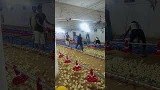 Broiler chicks opening in the farm #broilerchicken #poultry #poultryfarm #poultryfarming #chicken