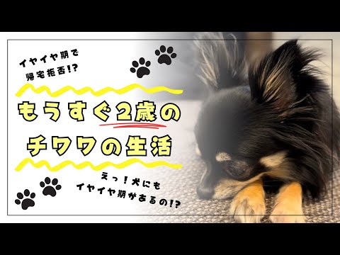 もうすぐ2歳になるチワワの生活🐶🐾