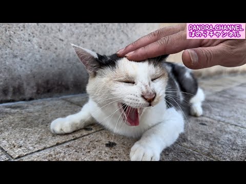 Hot summer in Japan - Soothing videos of stray cats - Cute cats