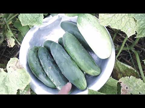 Colheita de pepinos orgânicos no quintal de casa