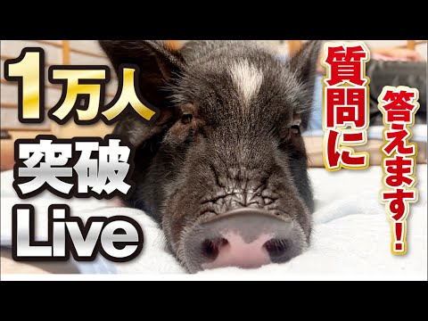 【祝】登録者1万人突破ぶひまるLive‼︎ 質問を大募集します‼︎