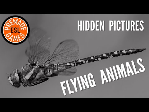 Learn Flying Animals | Hidden Pictures English Game | Primary Level