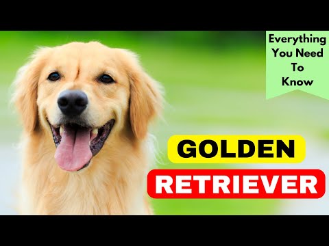 Golden Retriever Breed Information - Everything You Need To Know About This Lovable Breed