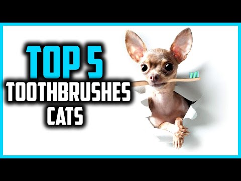 ✅Top 5 Best Toothbrushes for Cats in 2025