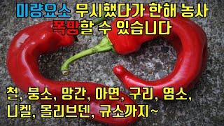 미량요소 무시했다가 한해 농사 폭망할 수 있습니다. 철, 붕소, 망간, 아연, 구리, 염소, 니켈, 몰리브덴, 규소까지~