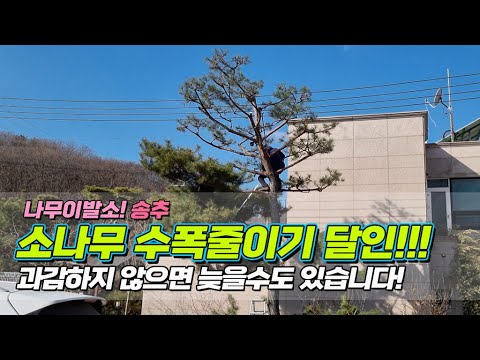 나무이발소! 송추! 소나무 수폭줄이기 달인.. 과감하지 않으면 늦을수도 있습니다! / reducing the size of the pine tree