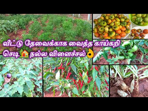 🌱கனவுத் தோட்டத்தில் வைத்த காய்கறி செடி🏡A vegetable plant in the dream garden