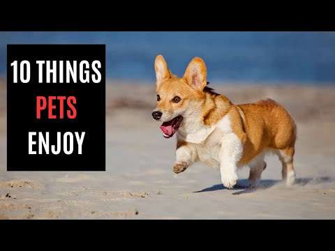 10 Things Pets LOVE to Do on Weekends