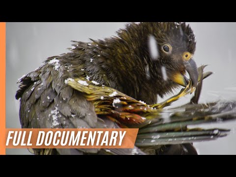 Beak & Brain - Genius Birds from Down Under | Full Documentary