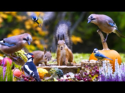 Squirrels Jays Birds and More🦜 Relaxing Nature for You and your Dog