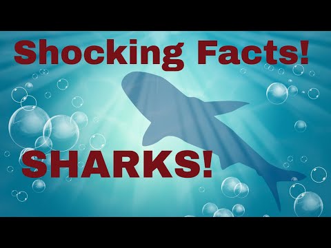 Shocking shark facts you did not know #sharkfacts #animalfacts #apexpredator #oceans #sharkattacks