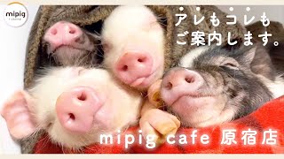 【 原宿店のご紹介 】マイクロ ブタ カフェ- mipig cafe -【 動物 カフェ 東京 ぶた 】