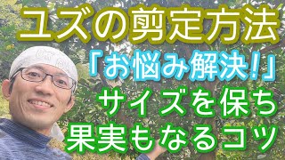 【ユズ(柚子)の剪定法】巨大化せずに実も楽しめる通年可能な手入れ(2024年11月)🌳🟡