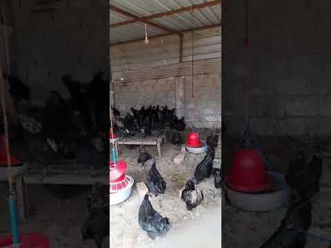 kadaknath poultry #Kadaknath #Chiken #Farming #shorts