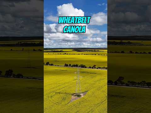 Wheatbelt Canola #findinggspots #canolaflowering