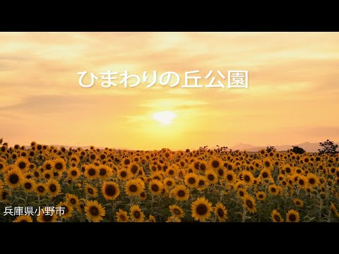 ひまわりの丘公園【4K】