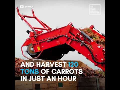 Giant tractor uproots carrots in the most satisfying way possible