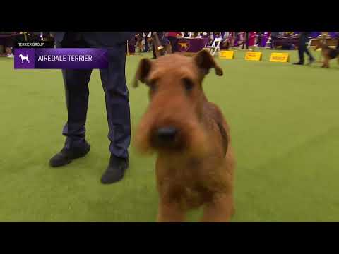 Airedale Terriers | Breed Judging 2024