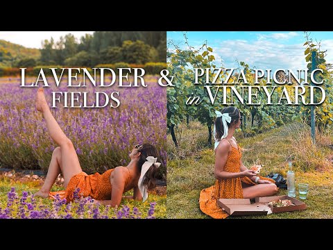 English Countryside Vineyard Picnic & Lavender Walks [The Mount Vineyard]