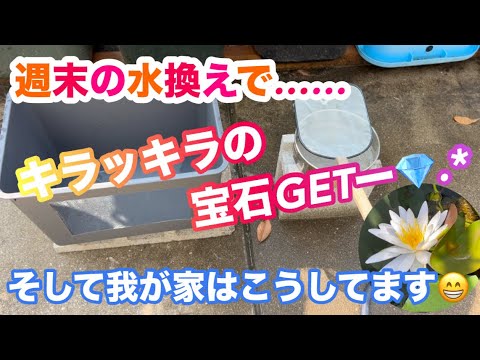 (メダカ)水換えでキラキラの宝石ゲットだー🤩我が家の水換えはこうです！