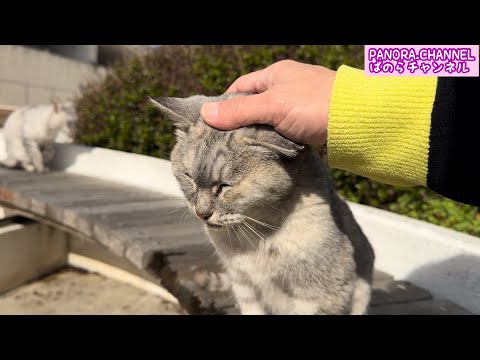 The last cat video of the year: Healing cats in Fukuoka, Japan - PANORA.CHANNEL