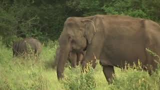 Elephas Maximus   The Biology and Conservation of the Asian Elephant