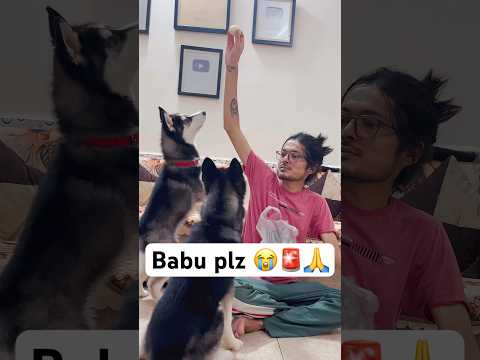 Most Popular Dog Can’t Wait! 🚨#shorts #dog #husky #hanumankind #trendingsongs