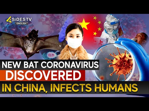 New Bat Coronavirus Discovered in China, Infects Humans | 4sides tv english